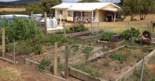 Vegetable Garden at Walpole Work Camp