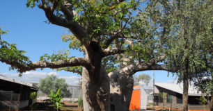 Image of Boab tree inside West Kimberley Prison