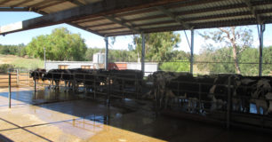 Image of Dairy cows in an open tin roof shed