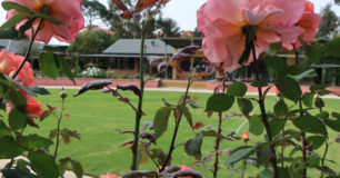 Image of pink roses in the garden, with the Library at Boronia Pre-release Centre for Women in the background