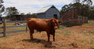 Image of a Bull in a field at Pardelup Prison Farm