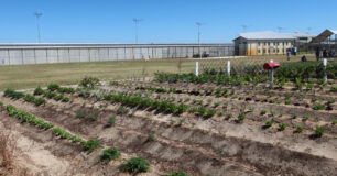 Image of the vegetable patch in the forefront and Oval in the background at Melaleuca Women's Prison